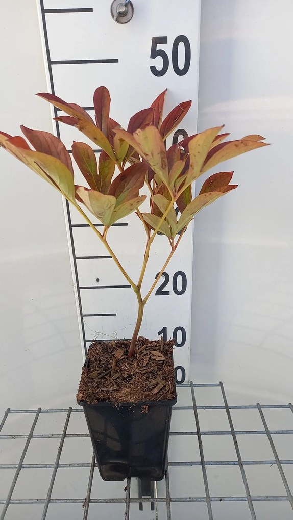 Paeonia 'Sarah Bernhardt' - pot 1L