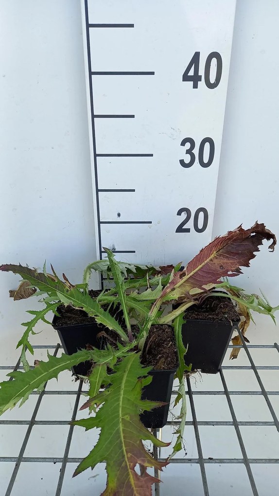 Cirsium rivulare 'Trevor's Blue Wonder' - pot 9x9 cm -