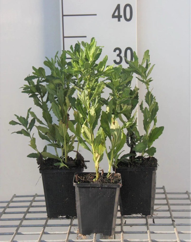 Aster ageratoides 'Ashvi' - pot 9x9 cm