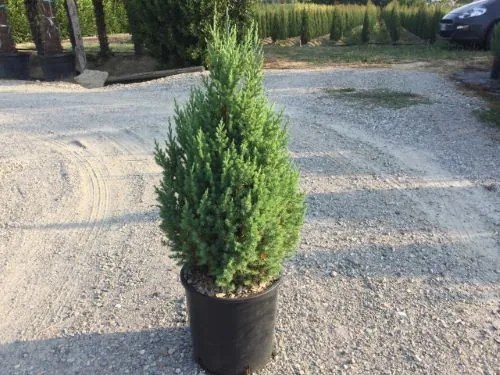 Juniperus chinensis 'Stricta' - pot 10L - 50-60 cm