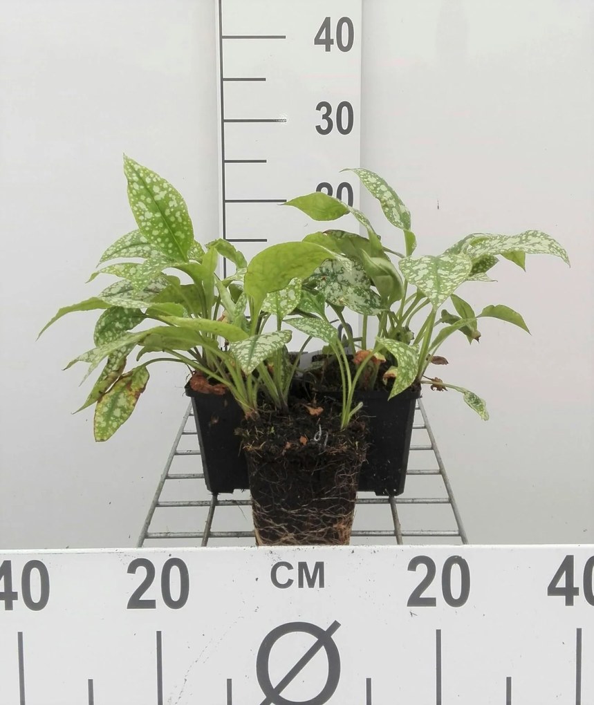 Pulmonaria saccharata 'Mrs Moon' - pot 9x9 cm