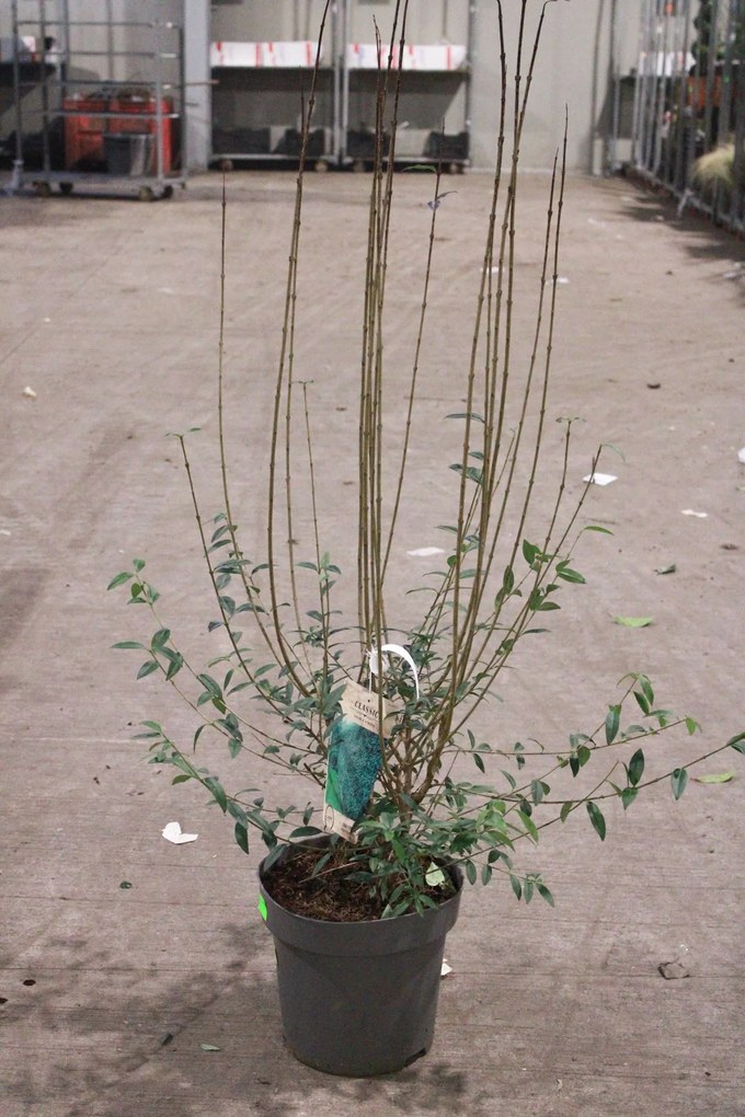 Ligustrum vulgare 'Atrovirens' - pot 12L - 125-150 cm -
