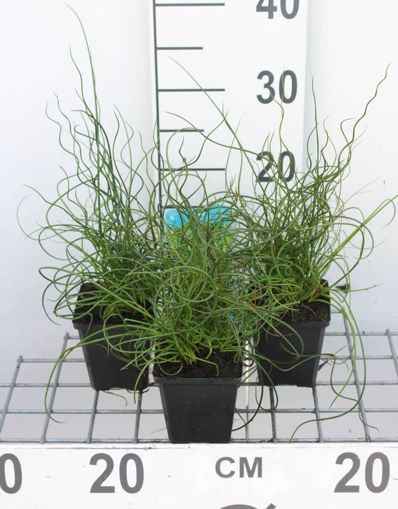 Juncus effusus 'Spiralis' - pot 9x9 cm -