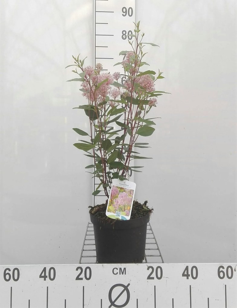 Ceanothus x pallidus 'Marie Simon' - pot - 40-50 cm -