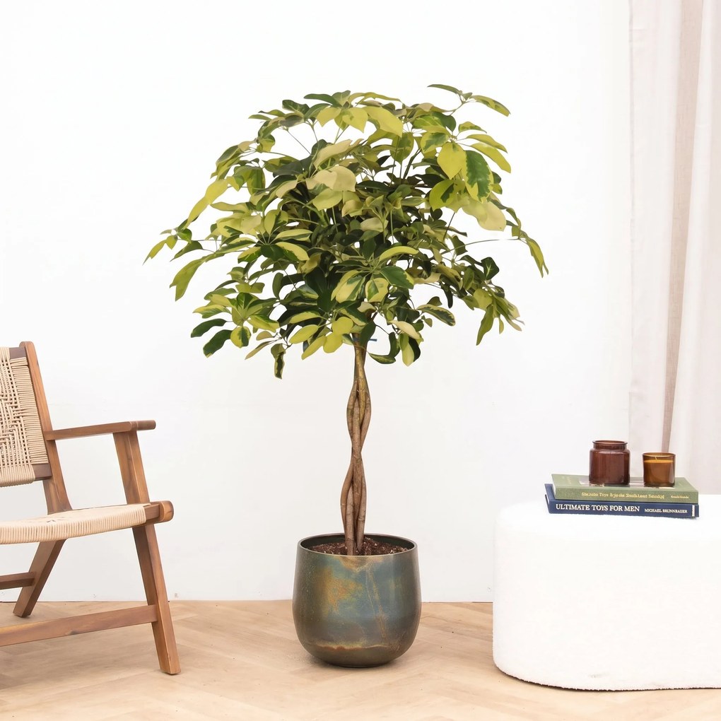 Schefflera Arboricola Matis gevlochten stam - 130 cm