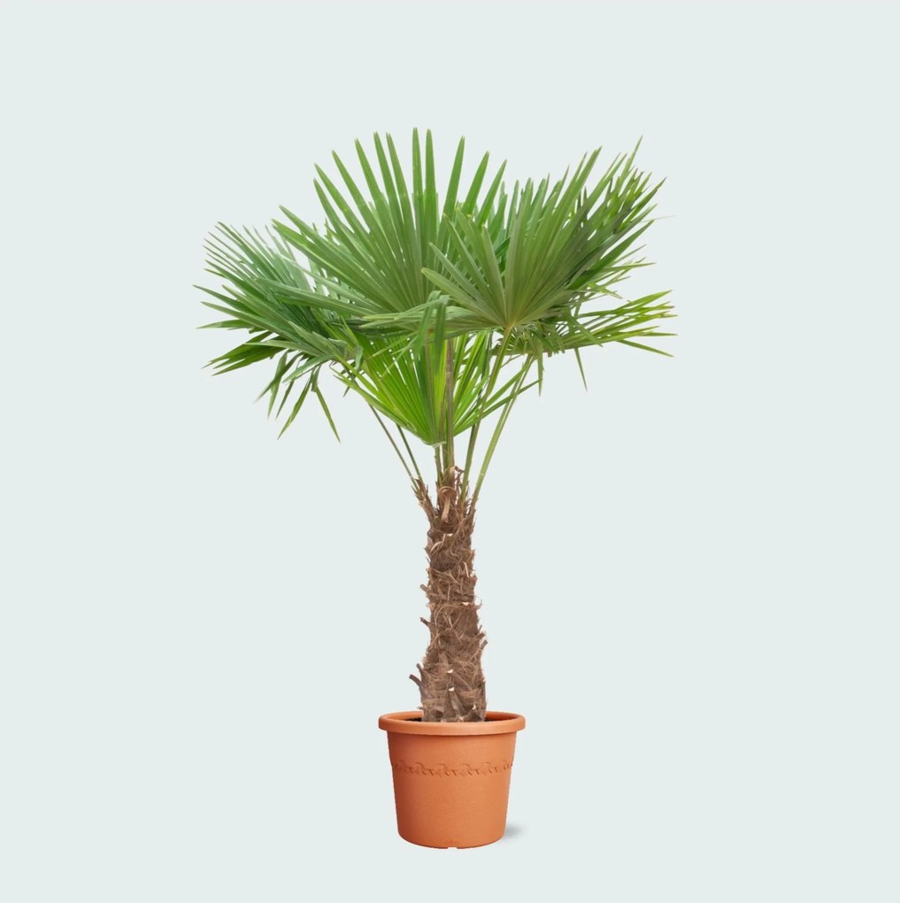 Trachycarpus Fortunei - 240cm