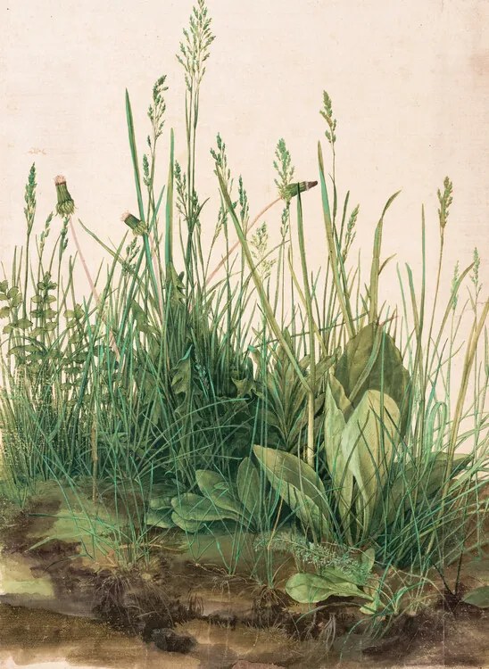 Kunstreproductie The Great Piece of Turf (1503), Albrecht Dürer