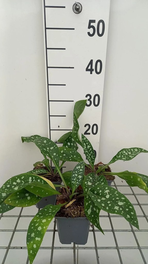 Pulmonaria 'Trevi Fountain' - pot 9x9 cm -