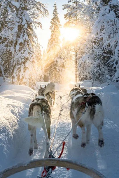 Foto Personal perspective of person dogsledding in, Roberto Moiola / Sysaworld
