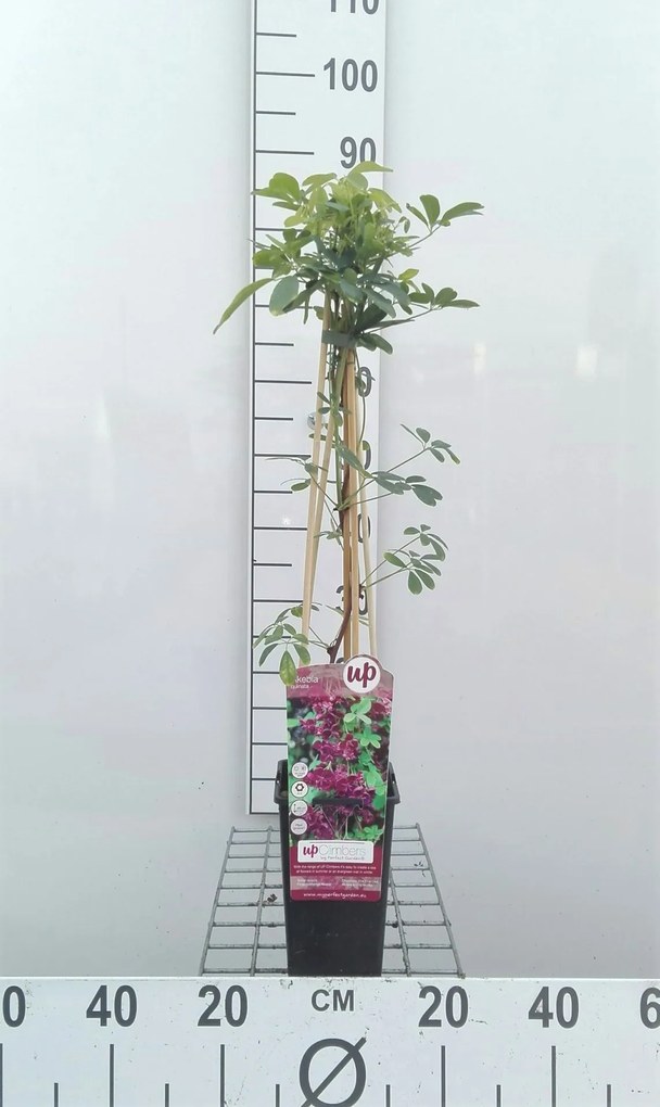 Akebia quinata - pot - 50-60 cm -