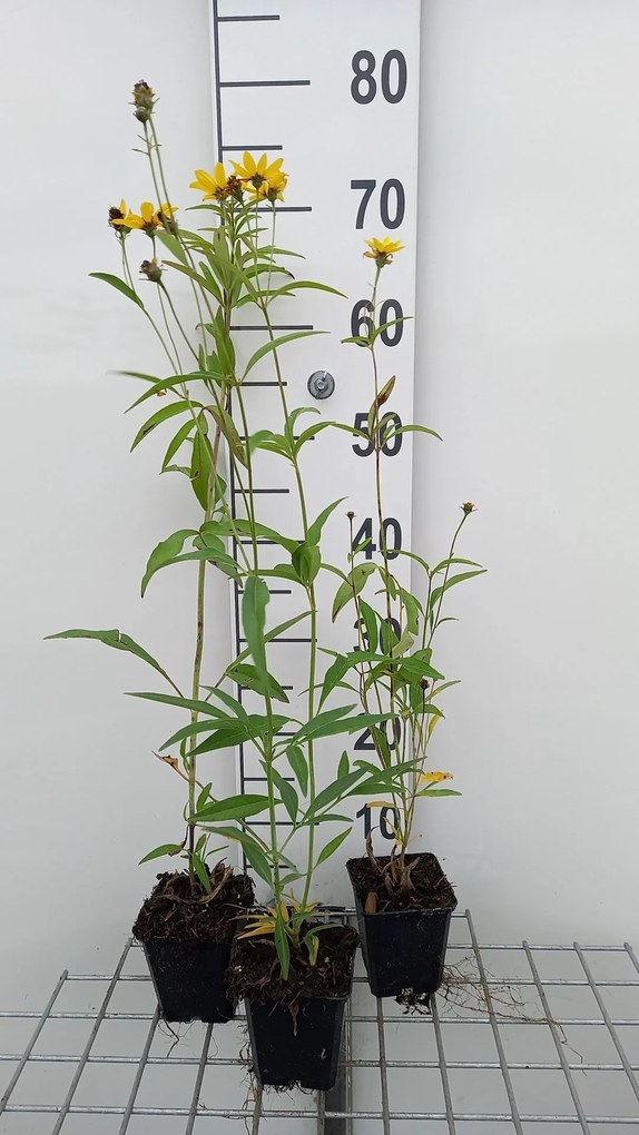 Coreopsis tripteris - pot 9x9 cm