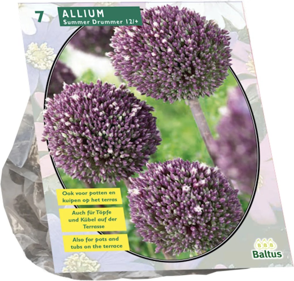 Baltus 'Allium Summer Drummer' - voorjaarsbloeiers - 7 bollen