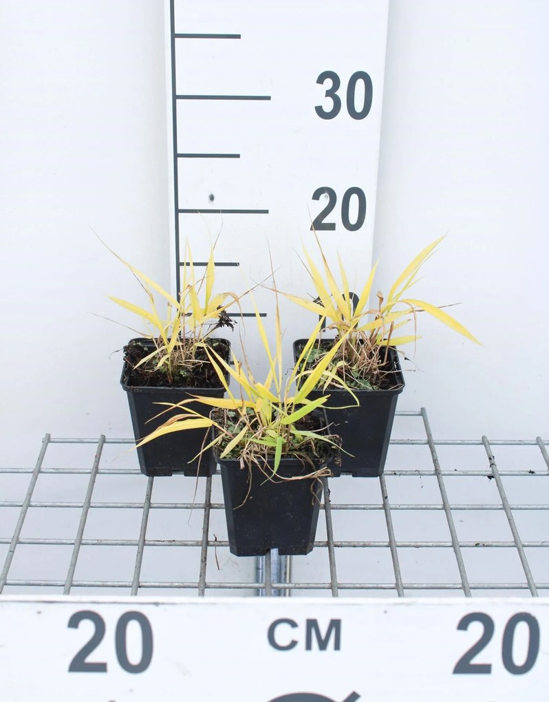 Hakonechloa macra 'All Gold' - pot 9x9 cm -
