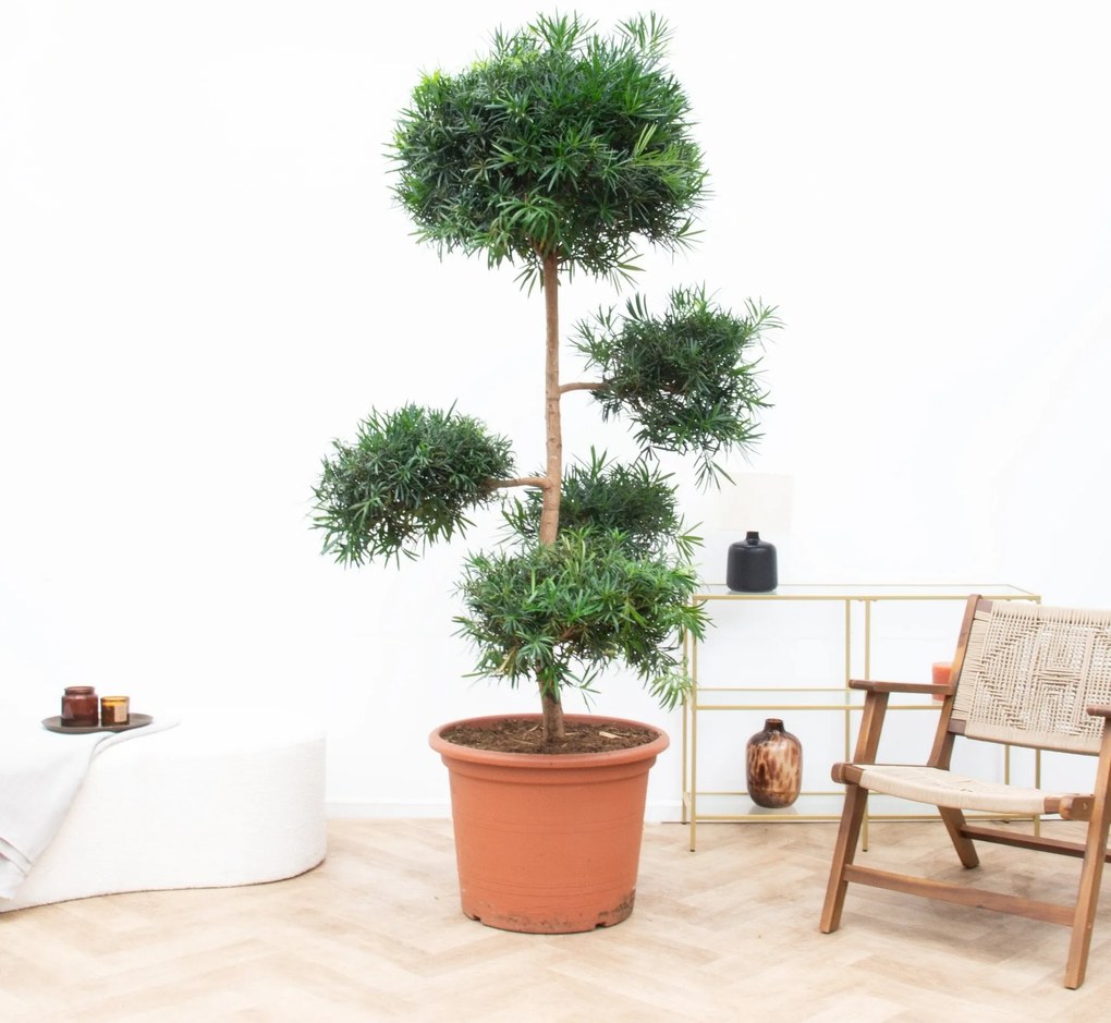 Podocarpus Macrophyllus - 250cm