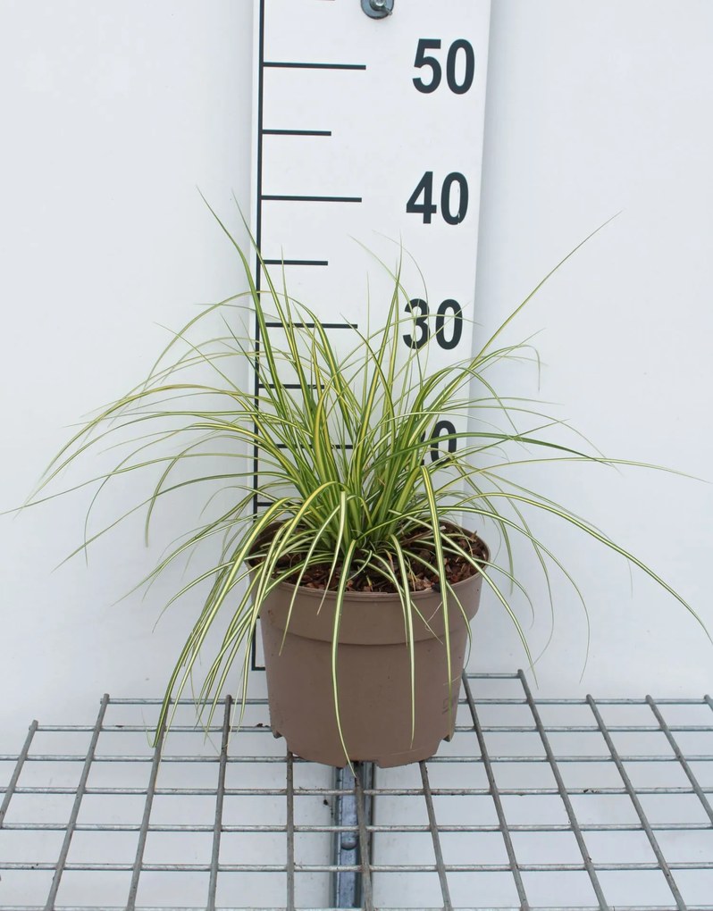 Carex oshimensis 'Eversheen' (Evercolor) - pot 3L