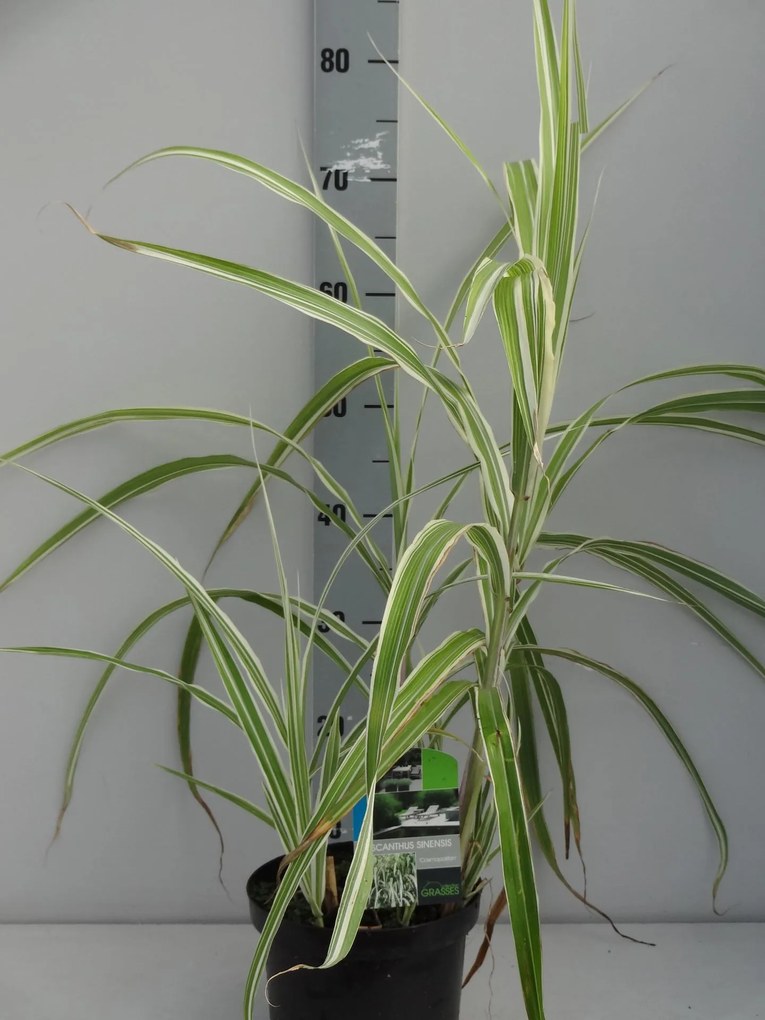 Miscanthus sinensis 'Cosmopolitan' - pot 3L