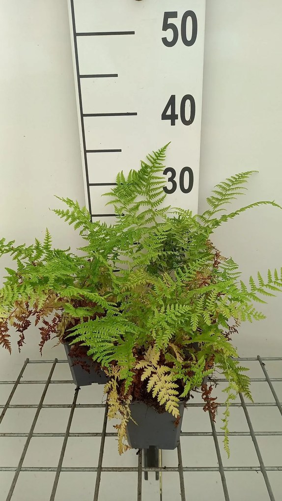 Athyrium filix-femina 'Rotstiel' - pot 9x9 cm