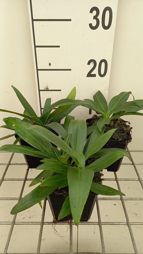 Gentiana dahurica - pot 9x9 cm