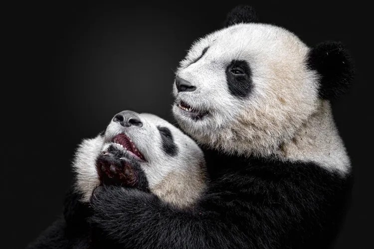 Foto Pandas, Alessandro Catta