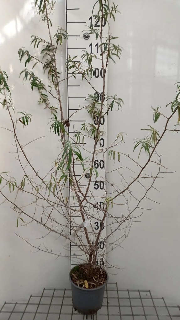 Hippophae rhamnoides - pot 2L - 50-60 cm -
