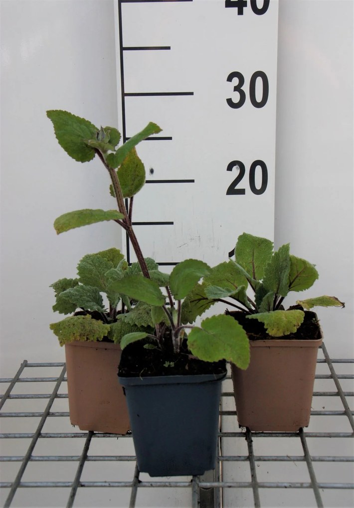 Salvia sclarea - pot 9x9 cm (Scharlei) - Scharlei / Muskaatsalie