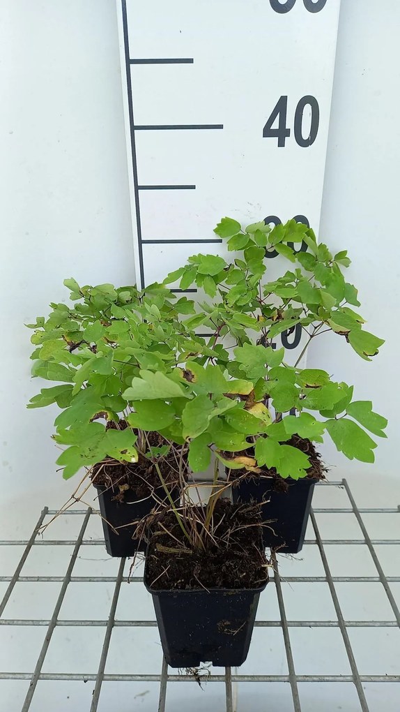 Thalictrum 'Black Stockings' - pot 9x9 cm -