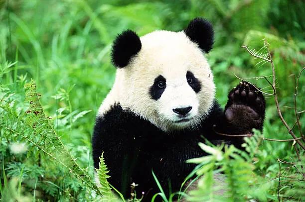 Kunstfotografie Giant Panda (Ailuropoda melanoleuca), John Giustina, (40 x 26.7 cm)