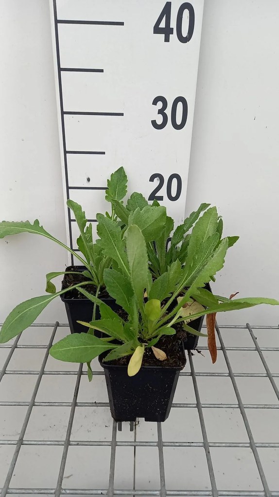 Gaillardia 'Aurea Pura' - pot 9x9 cm