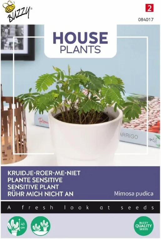 Buzzy seeds - bloemzaden - House Plants Mimosa Pudica - Kruidje roer me niet