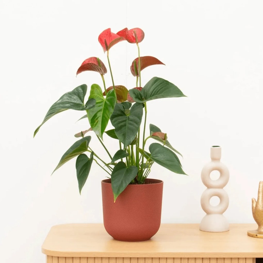 Anthurium Andreanum red - 40cm