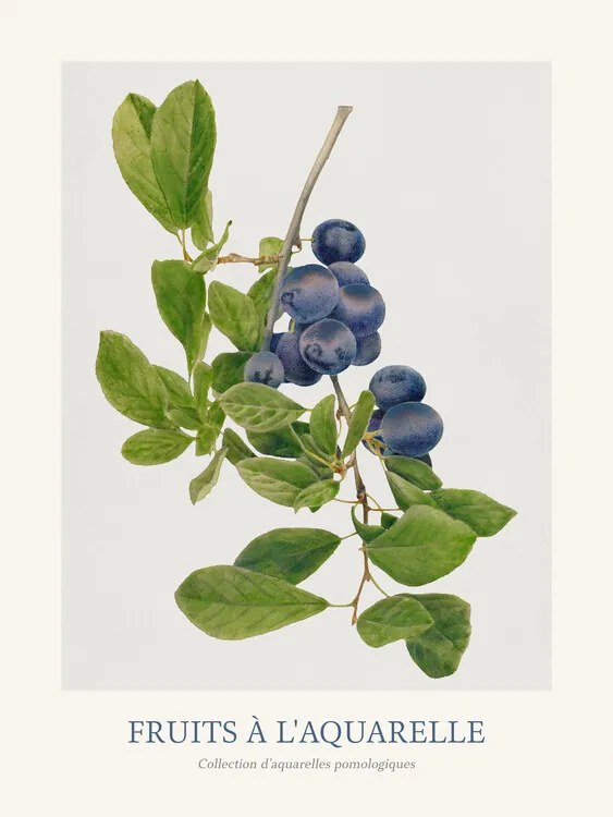 Kunstreproductie Plums (Watercolour Kitchen Fruit)