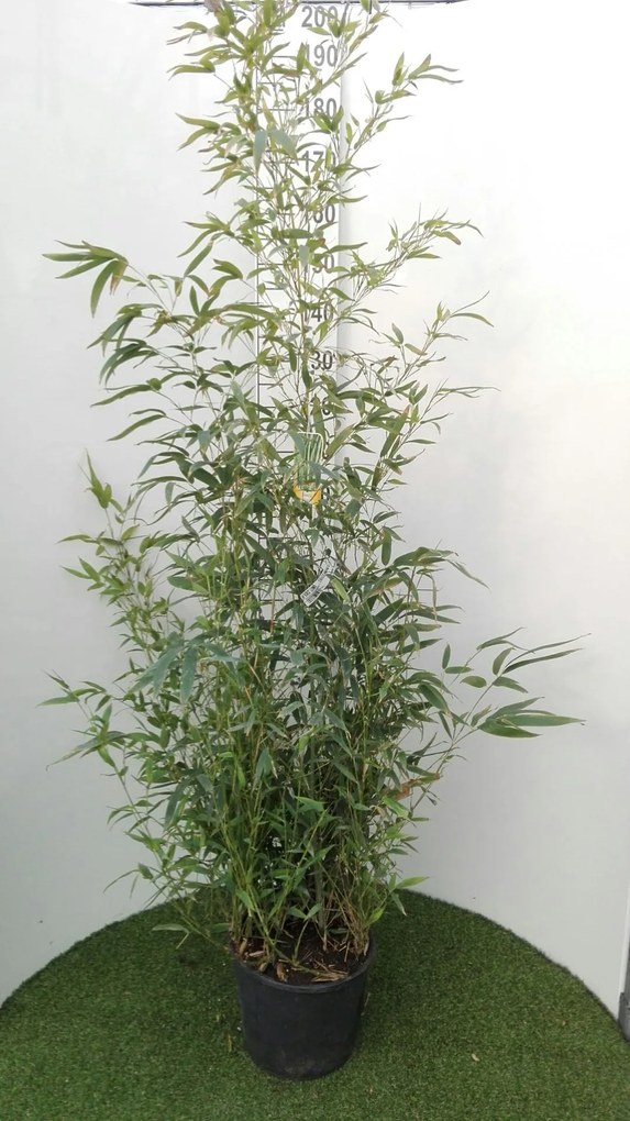 Phyllostachys aurea - pot 10L - 125-150 cm