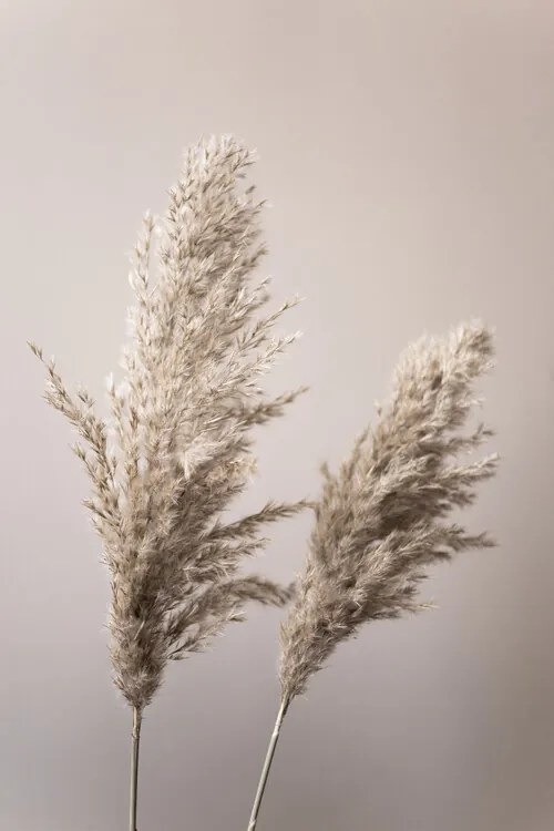 Foto Grass 22X, Mareike Bohmer
