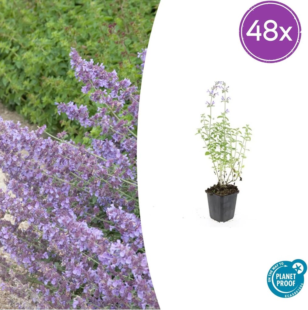 Nepeta 'Walker's Low' - 20cm