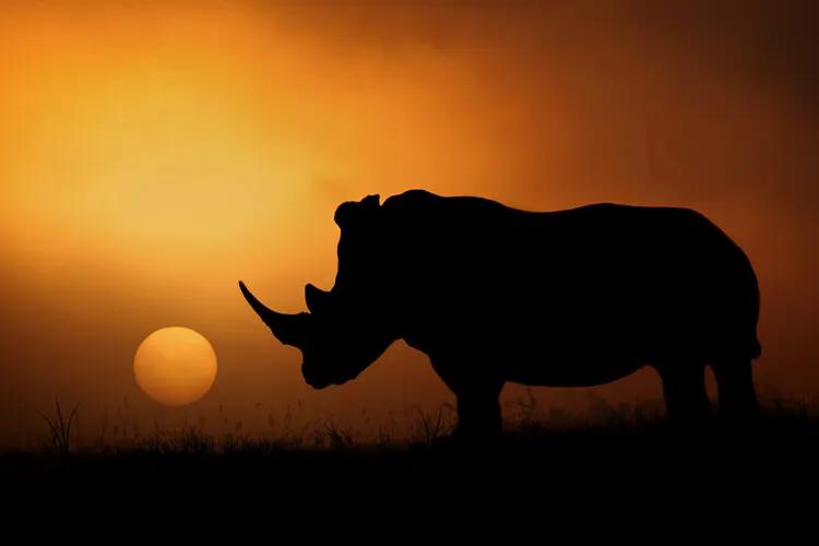 Fotobehang Rhino Sunrise, (128 x 85 cm)