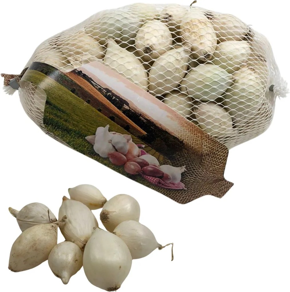 Buzzy plantajuin Snowball 14/21 - witte ui - netje 250 gr