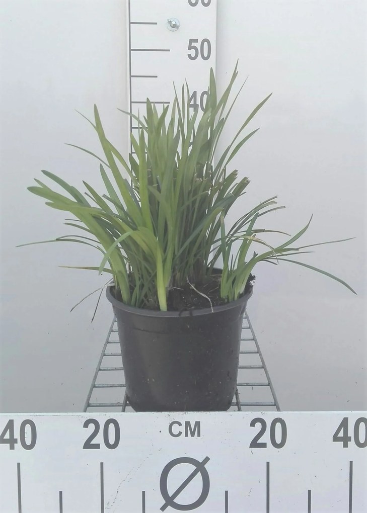 Liriope muscari - pot 3L