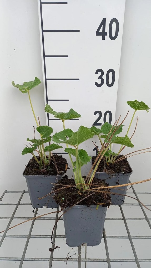 Alcea rosea 'Charters Weiss' - pot 9x9 cm -