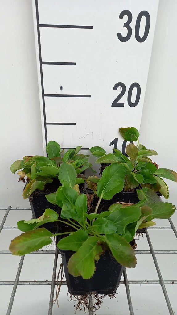 Eryngium planum - pot 9x9 cm -