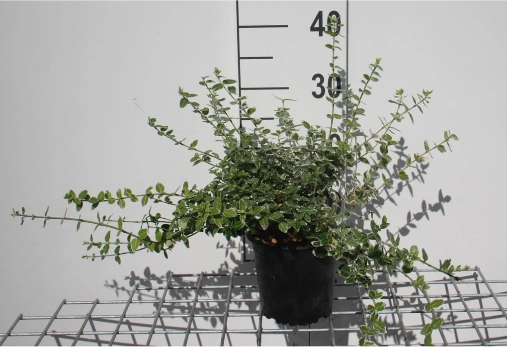 Euonymus fortunei 'Emerald Gaiety' - pot 1,3L - 15-20 cm -