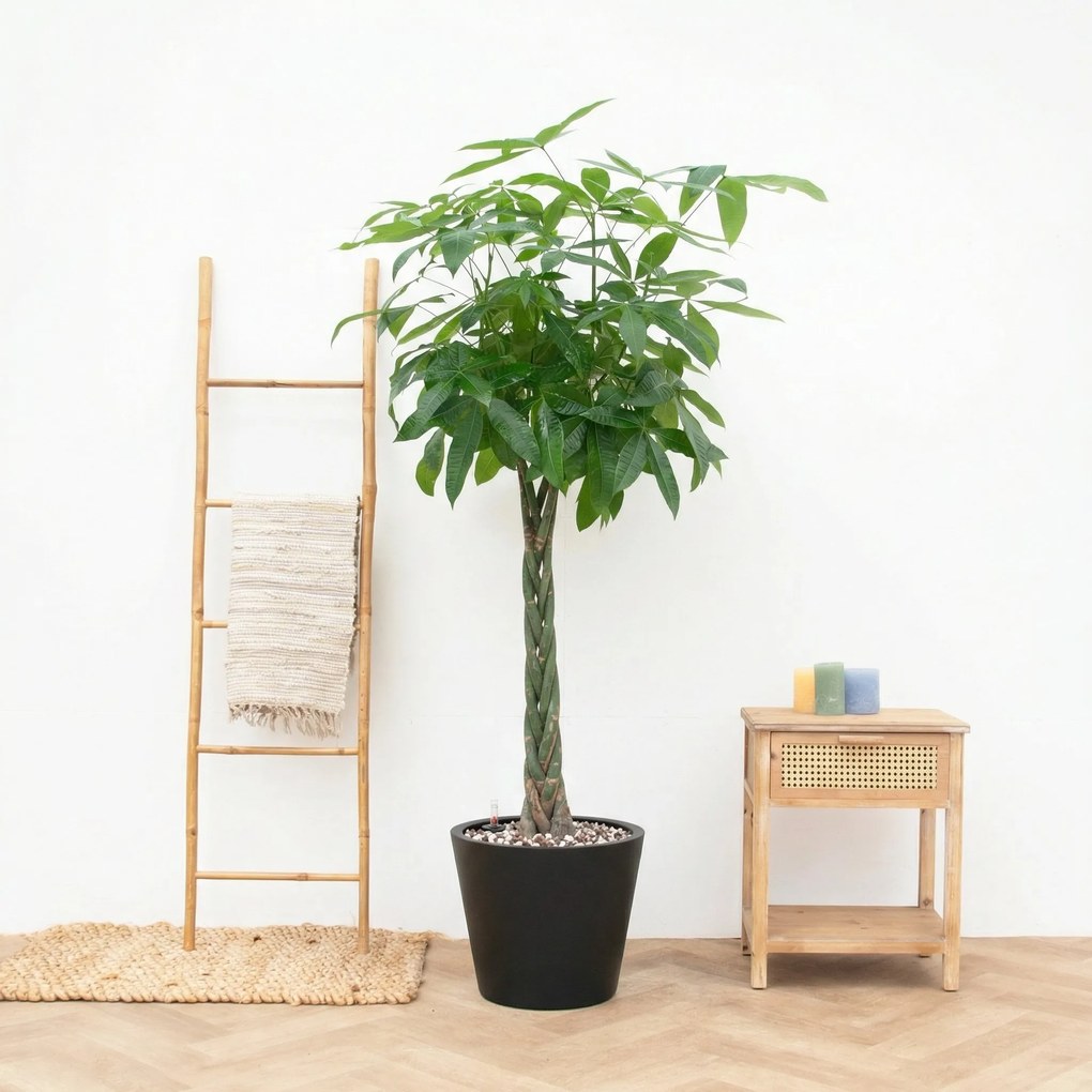 Combi Deal - Pachira Aquatica inclusief pot Bucket - 150cm