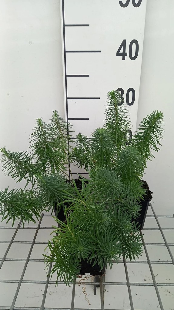 Euphorbia cyparissias 'Clarice Howard' - pot 9x9 cm -