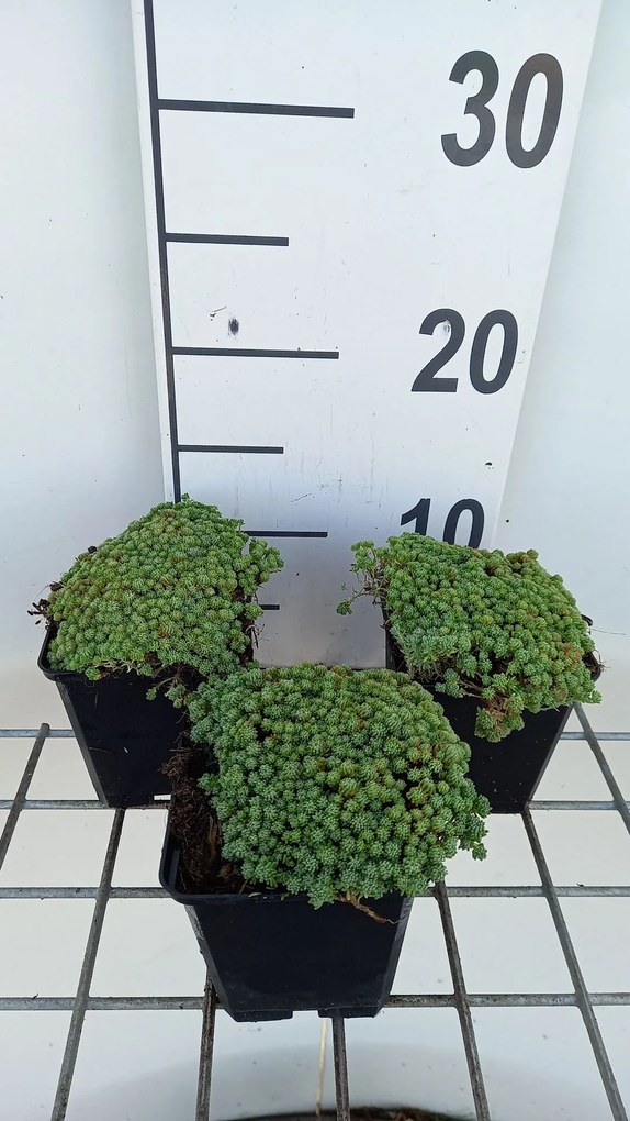 Sedum hispanicum - pot 9x9 cm -