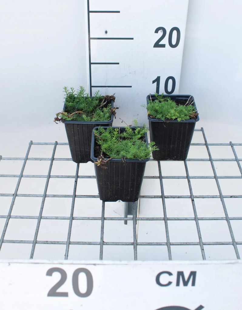 Chamaemelum nobile 'Treneague' - pot 9x9 cm (Kamille 'Loopkamille') -