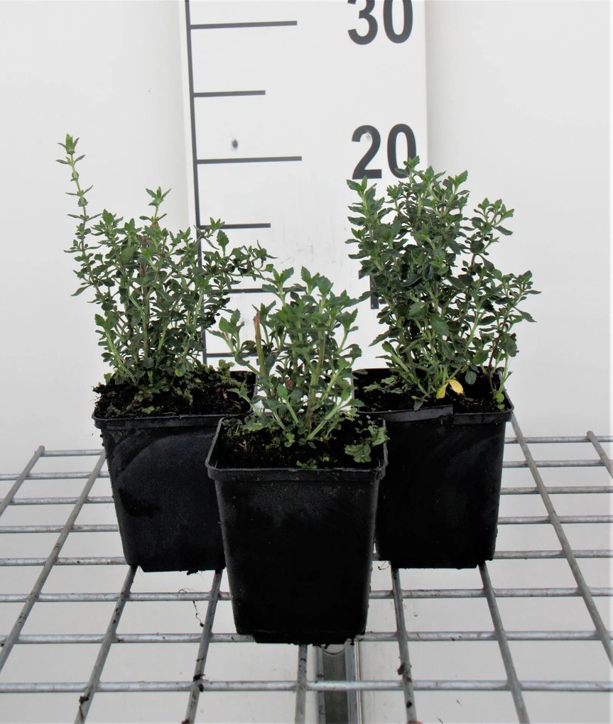Teucrium x lucidrys - pot 9x9 cm -