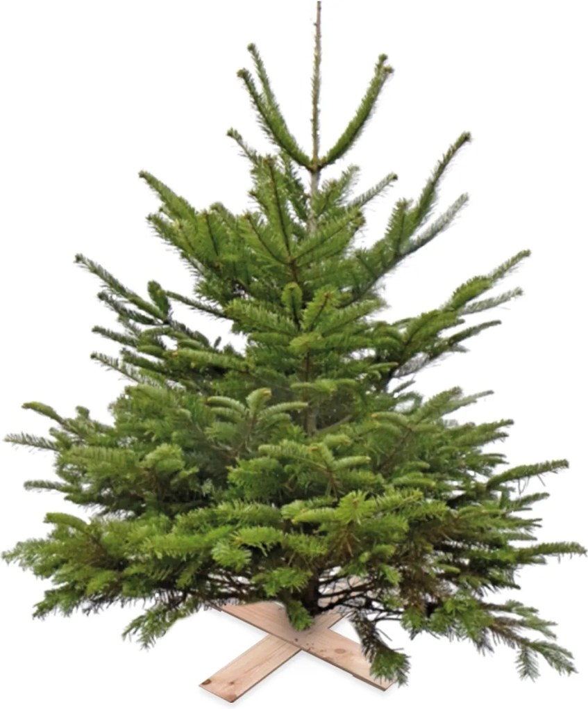 Super Actie Kerstboom Nordman Gezaagd 150 - 200 cm Warentuin Natuurlijk