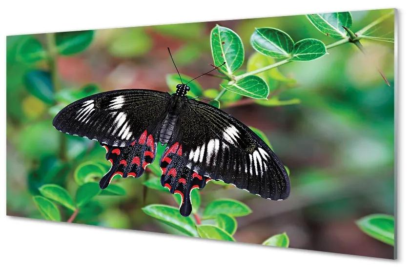 Foto op glas Kleurrijke vlinder bladeren 100x50 cm