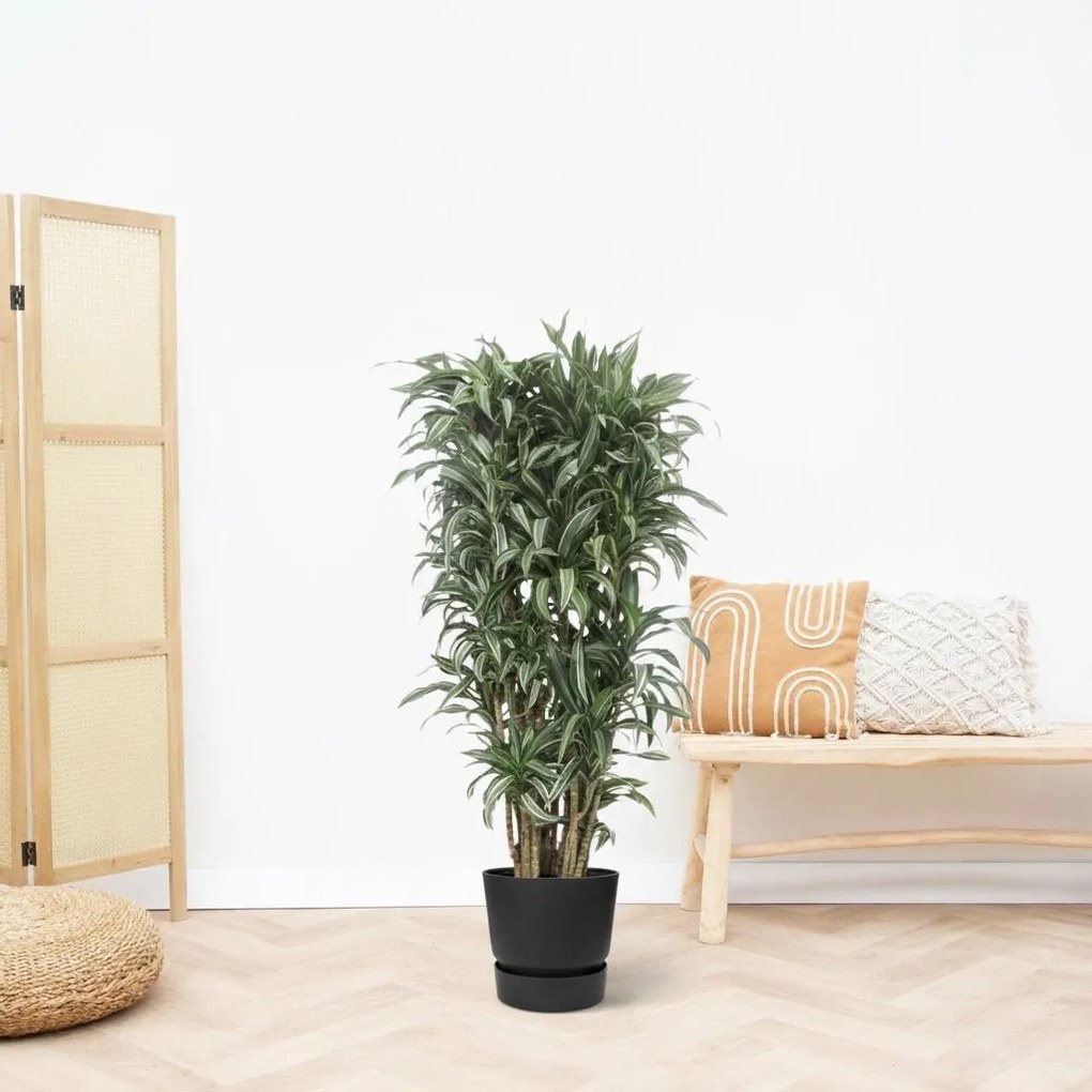 Dracaena Warneckei vertakt  - 180cm