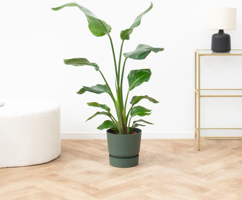 Strelitzia Nicolai - 100cm