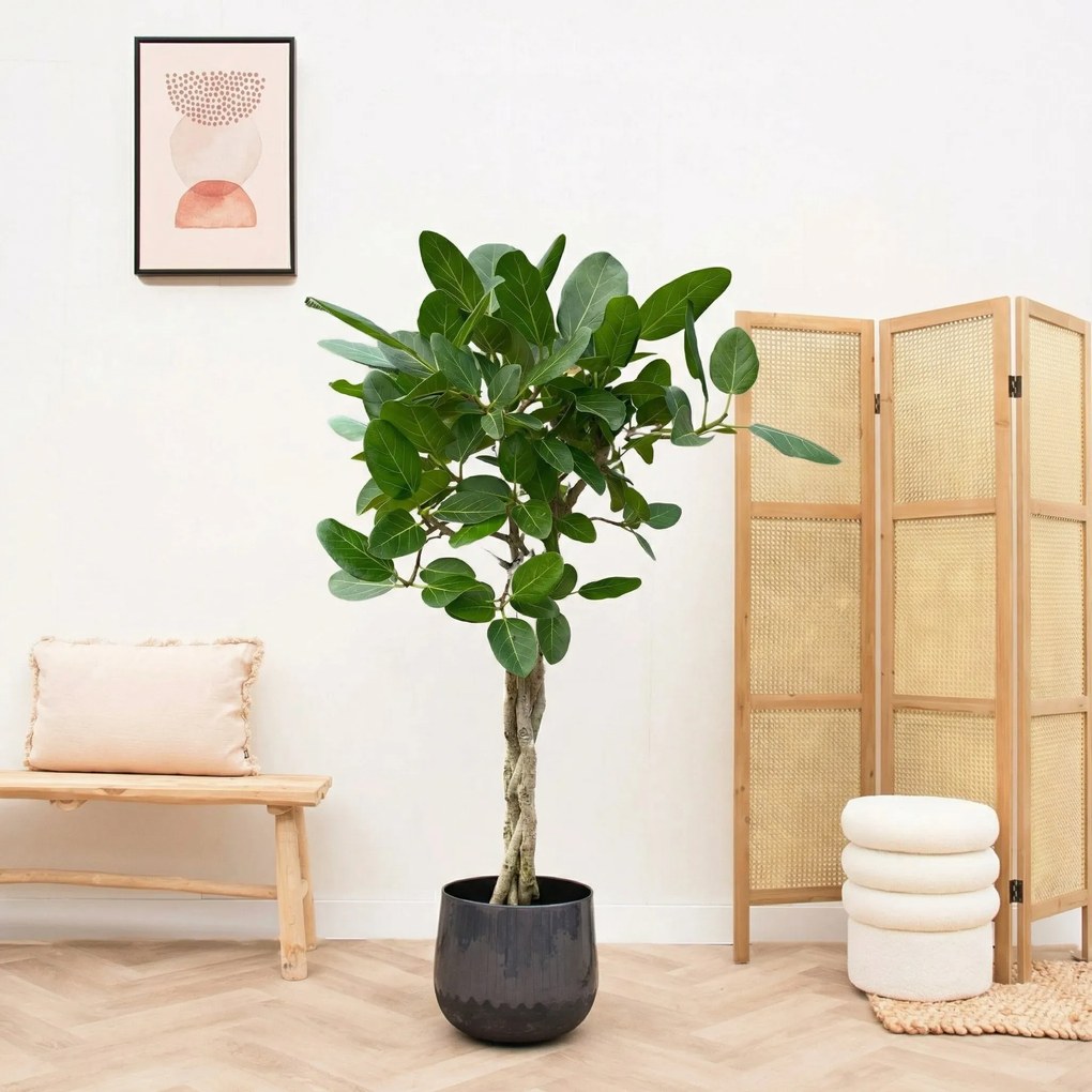 Ficus Benghalensis audrey gevlochten stam - 120cm